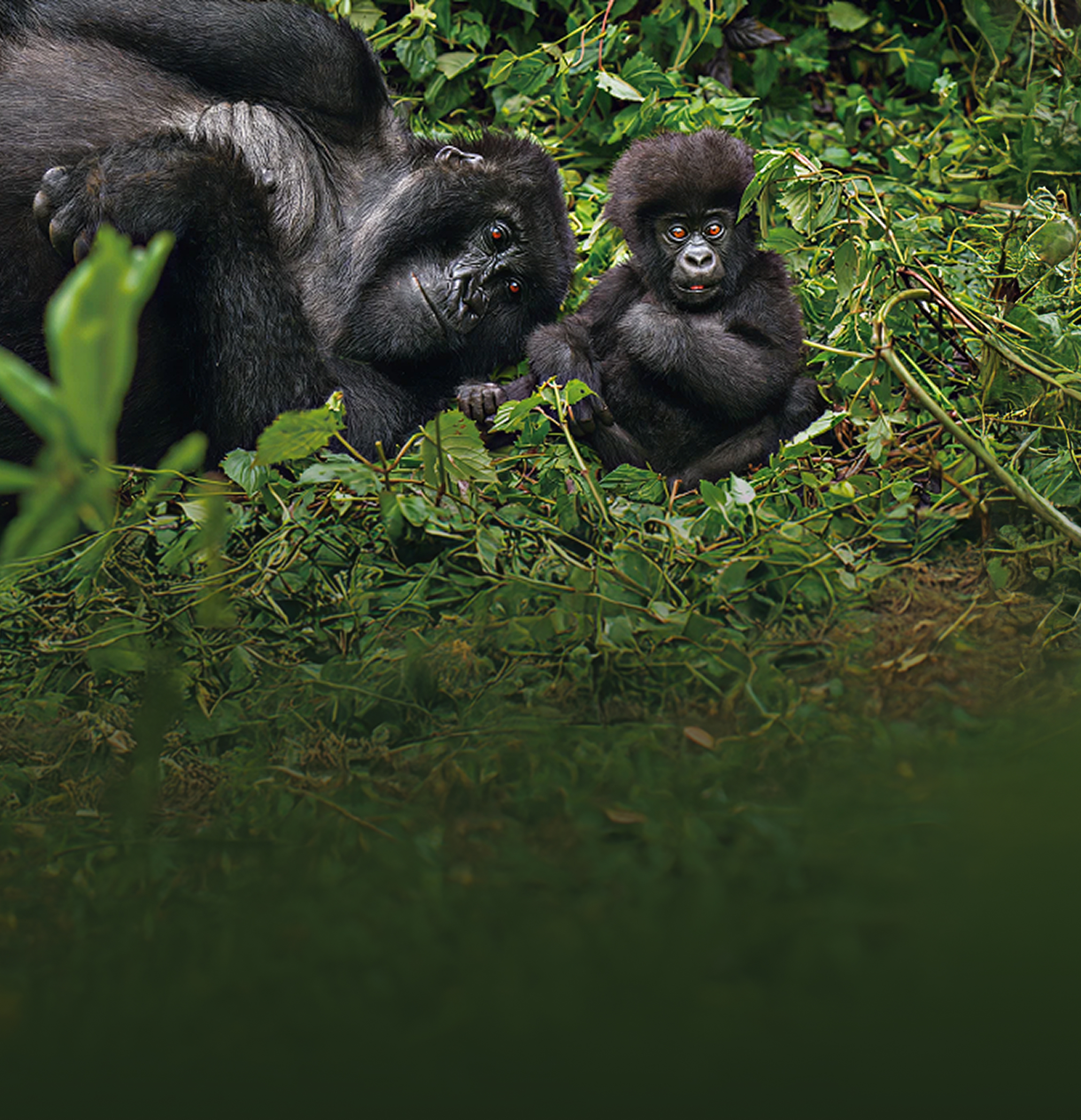Rwanda & Tanzania
